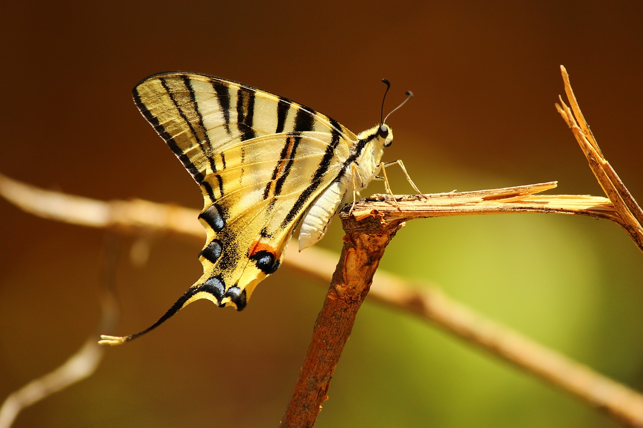 butterfly snagit insect free photo