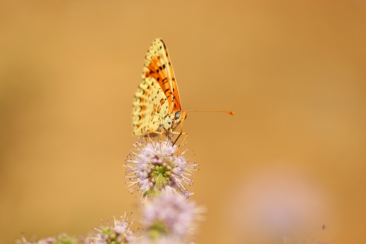 butterfly flower insect free photo