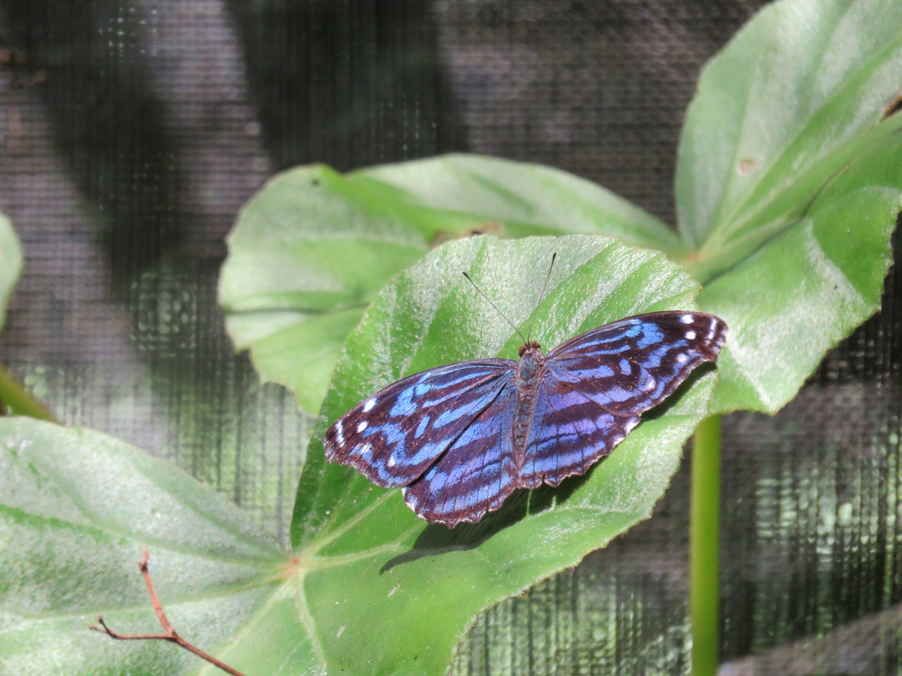 butterfly blue nature free photo