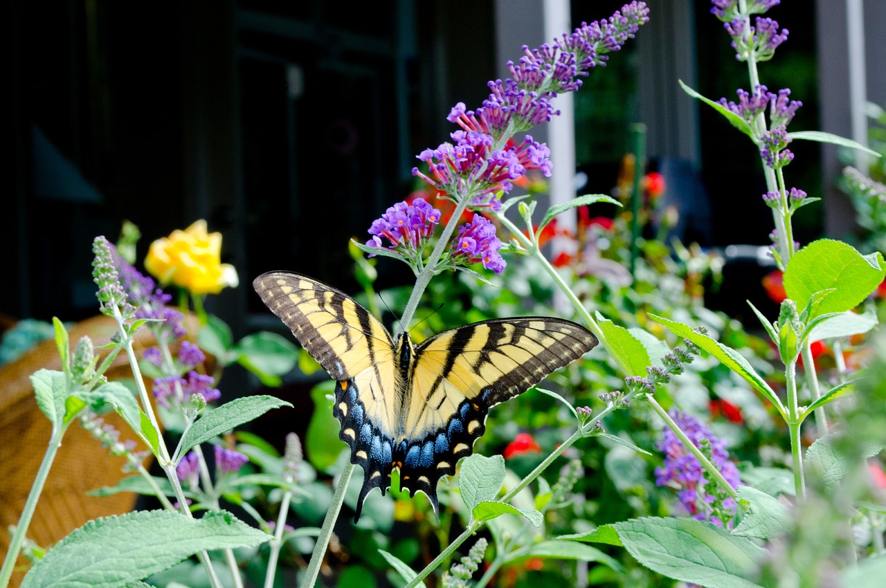 butterfly butterfly bush colorful free photo