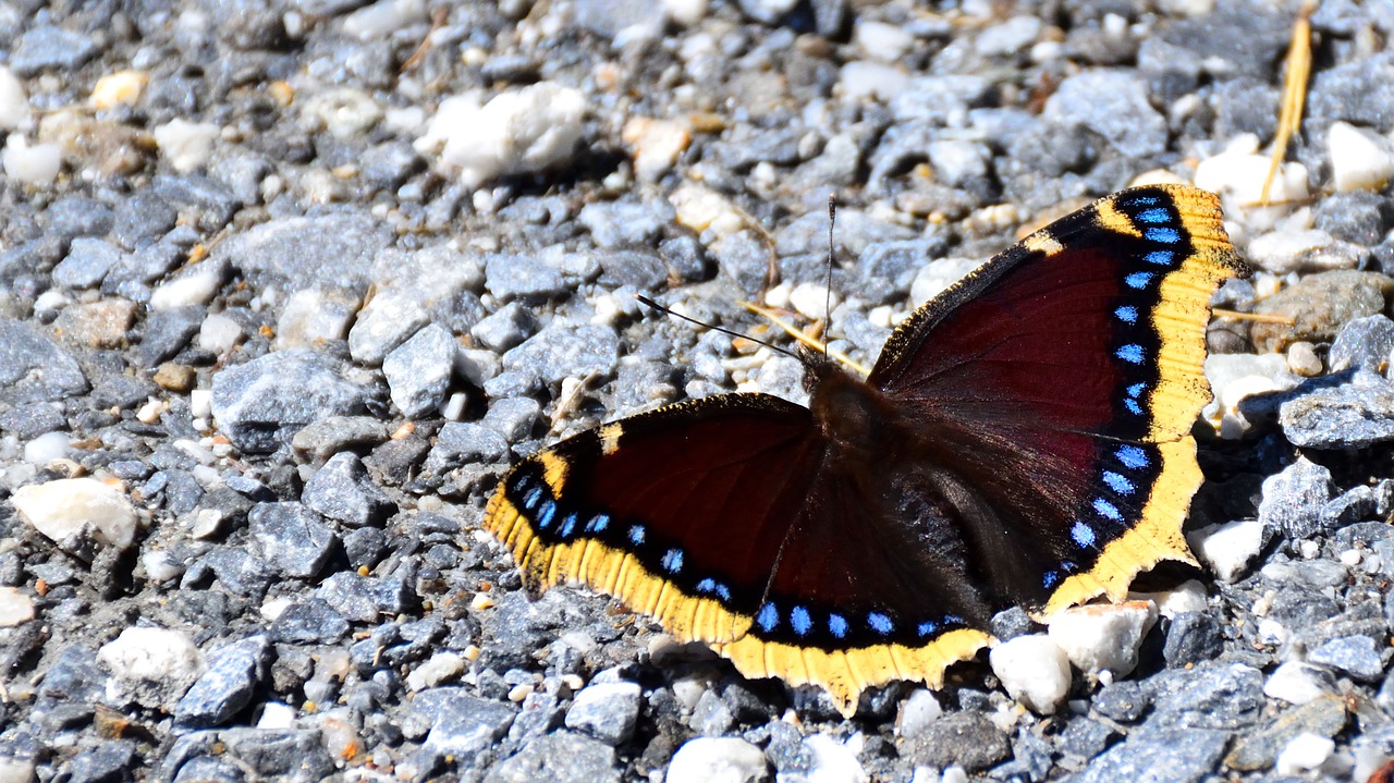 butterfly pebble nature free photo
