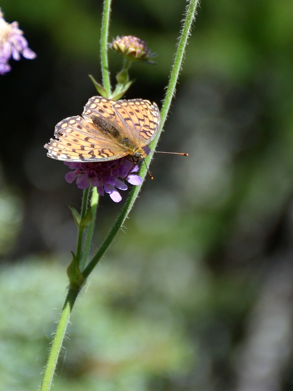 butterfly close blossom free photo