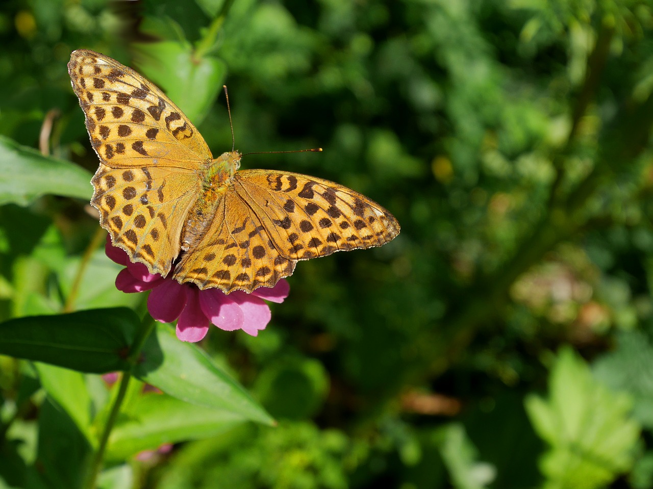 butterfly blossom botanical free photo