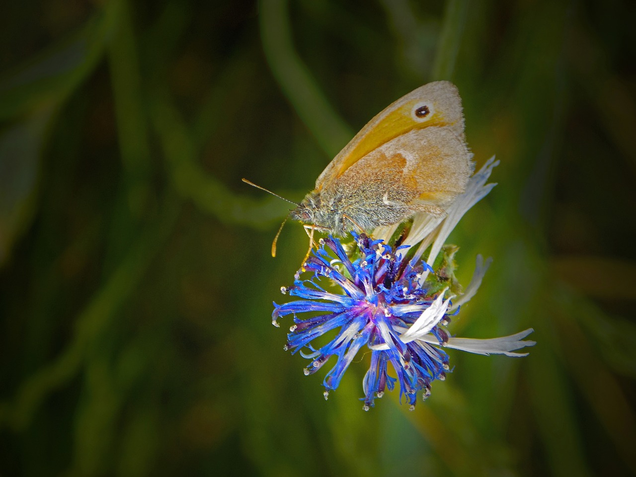 butterfly flower nature free photo