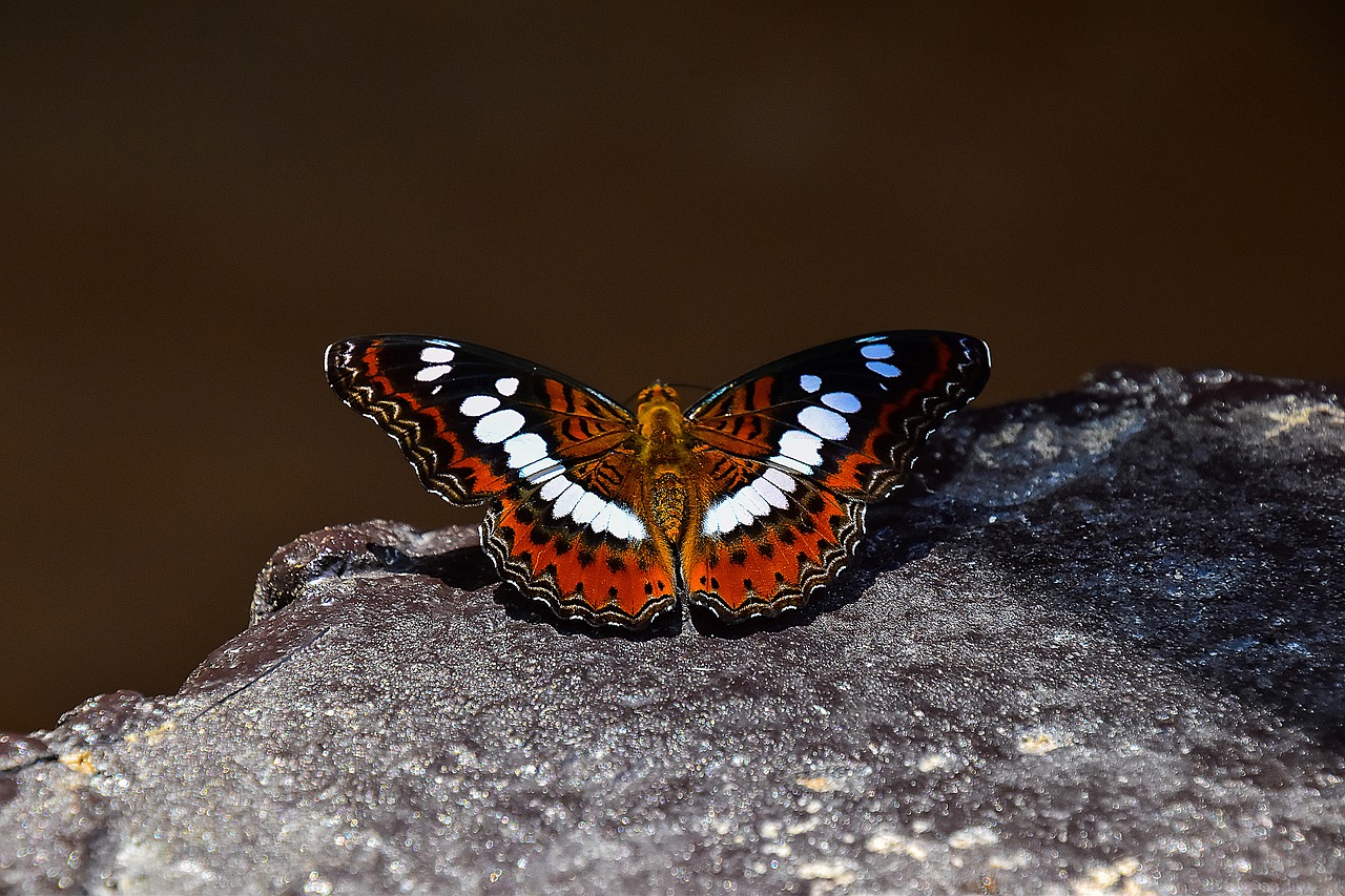 butterfly insects animals free photo