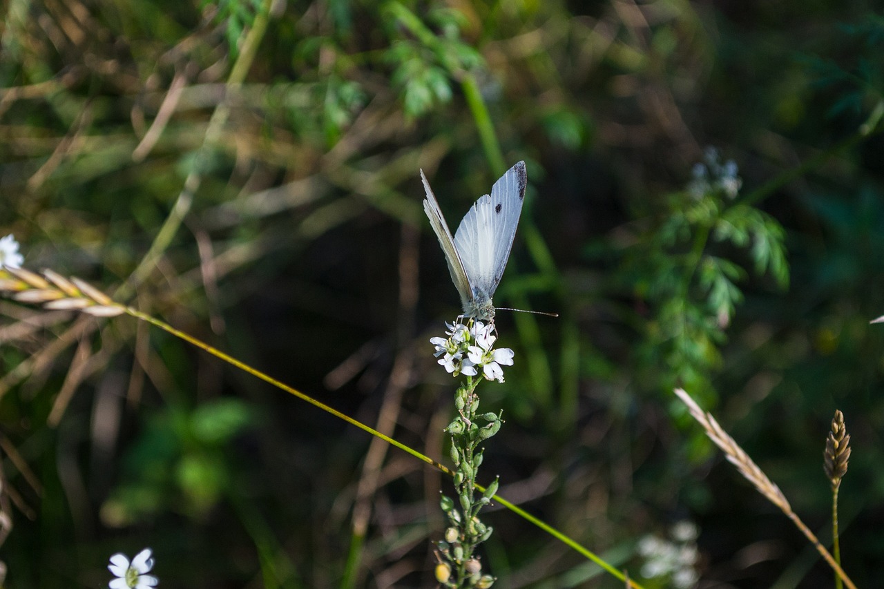 butterfly insect nature free photo