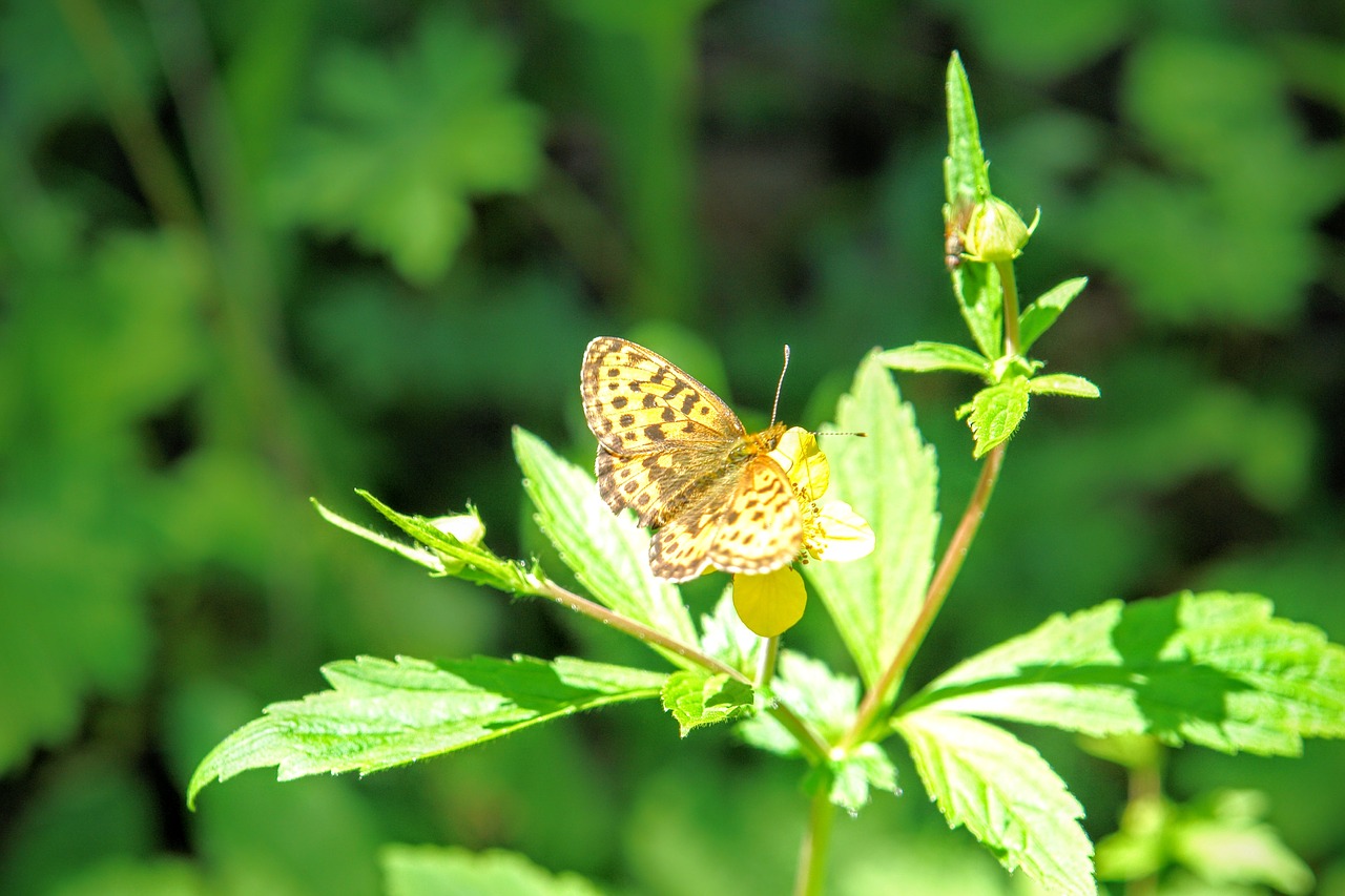 butterfly fauna flora free photo