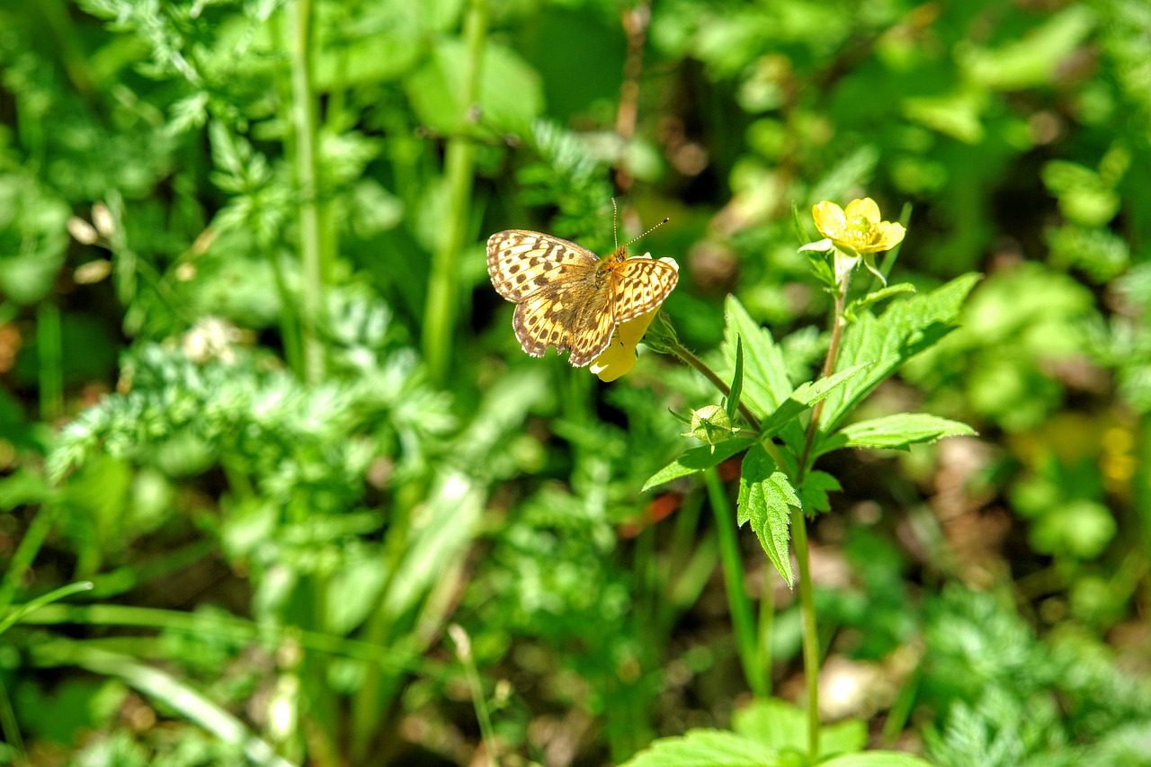 butterfly fauna flora free photo