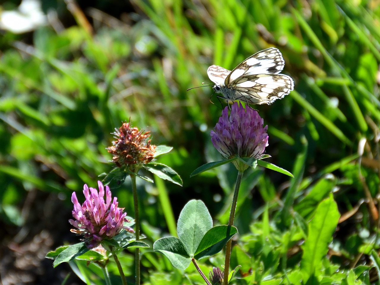 butterfly flower insect free photo