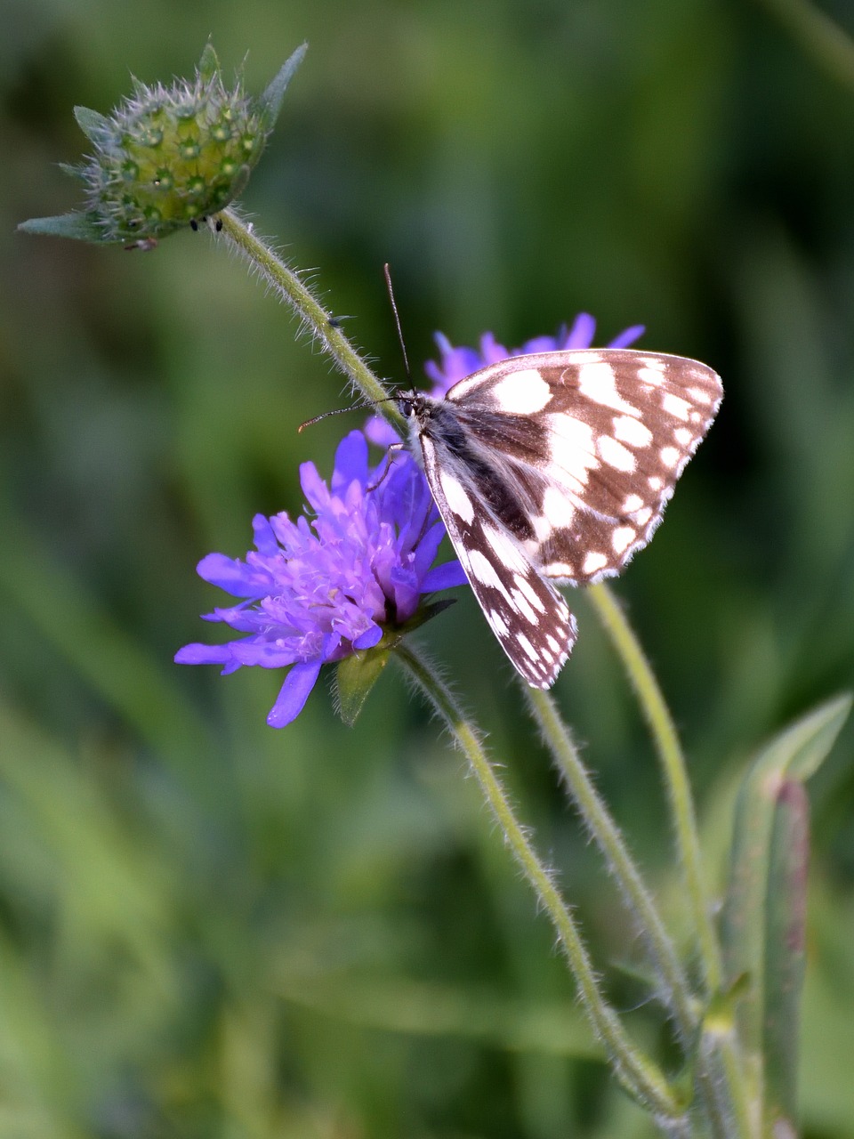 butterfly blossom bloom free photo