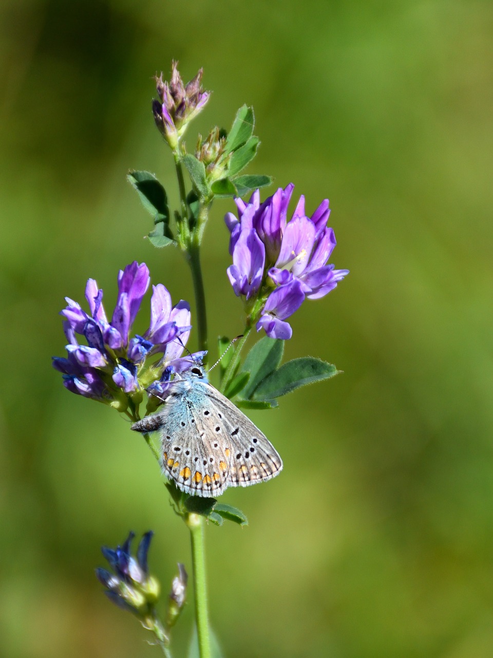 butterfly blossom bloom free photo