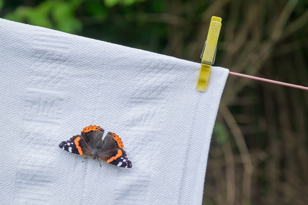 butterfly washing drying free photo
