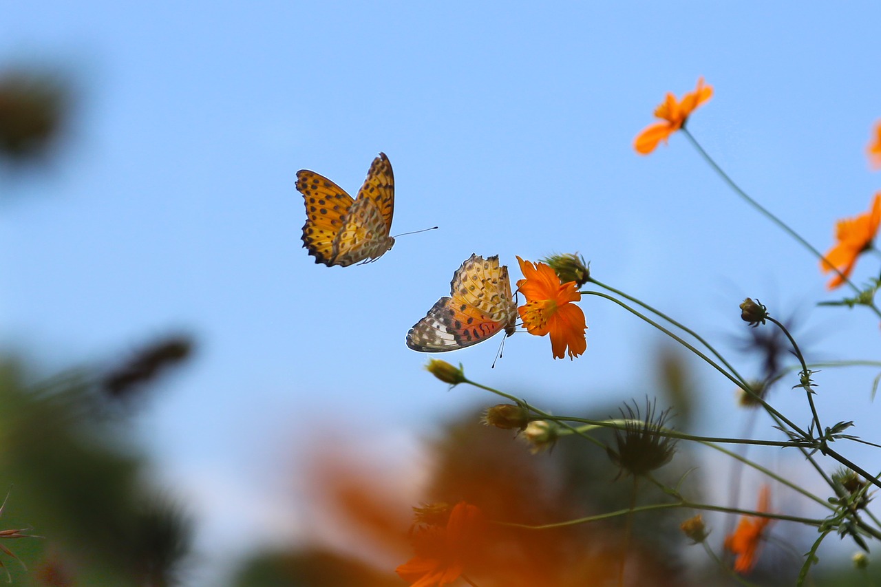 butterfly brace lycaena phlaeas free photo