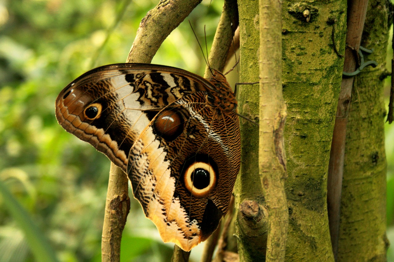 butterfly track eye free photo