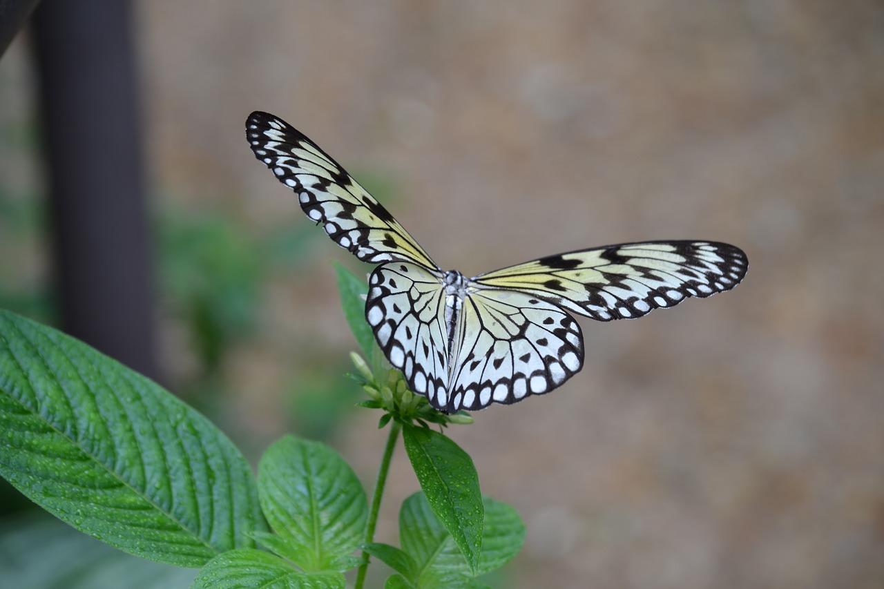 butterfly nature spring free photo