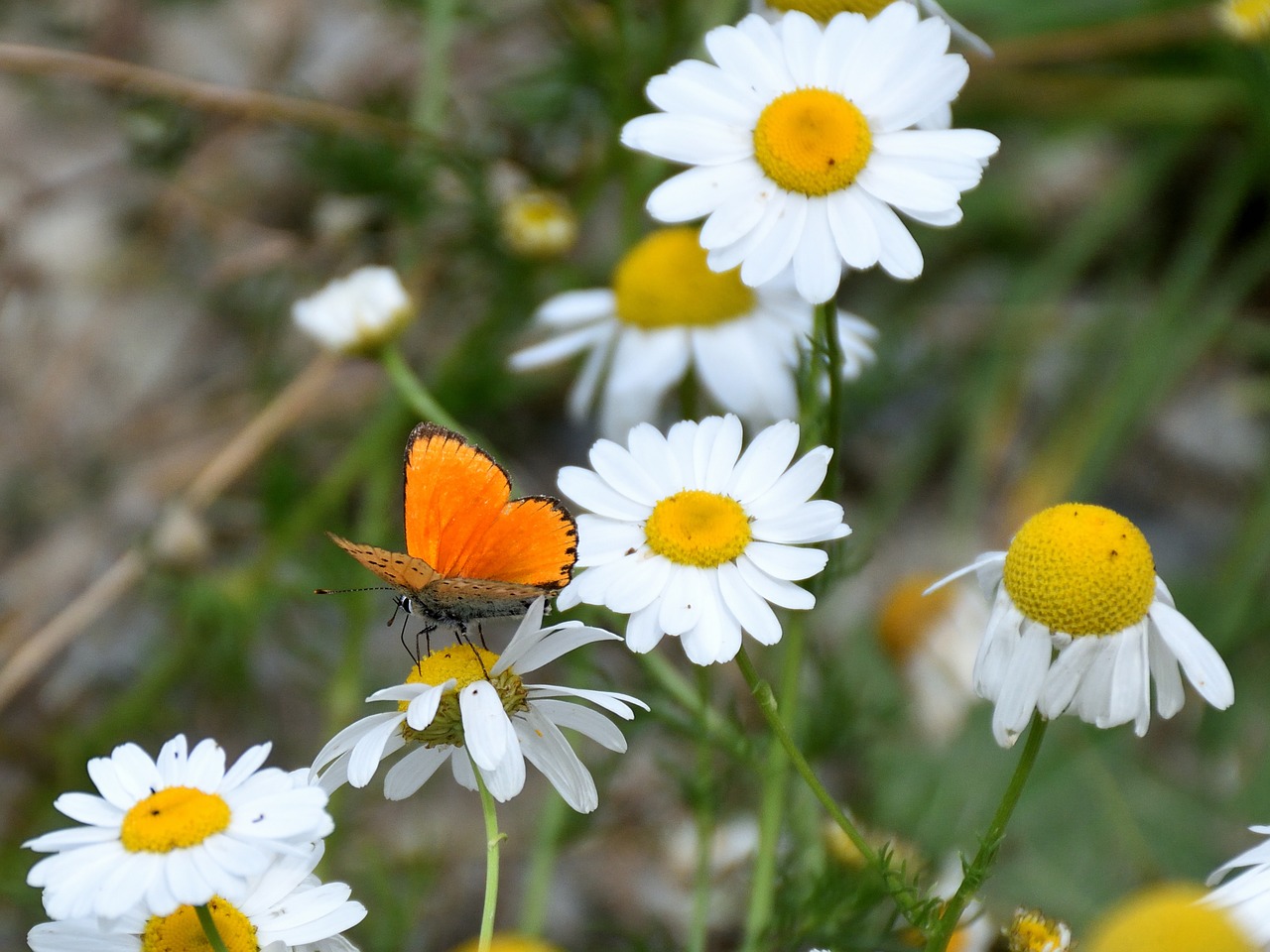 butterfly marguerite close free photo