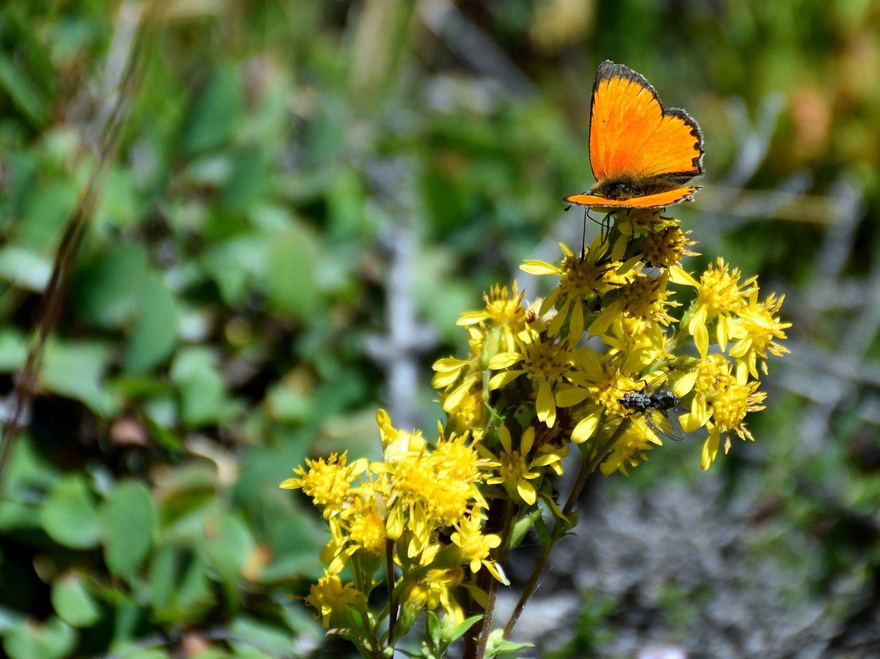 butterfly flower nature free photo