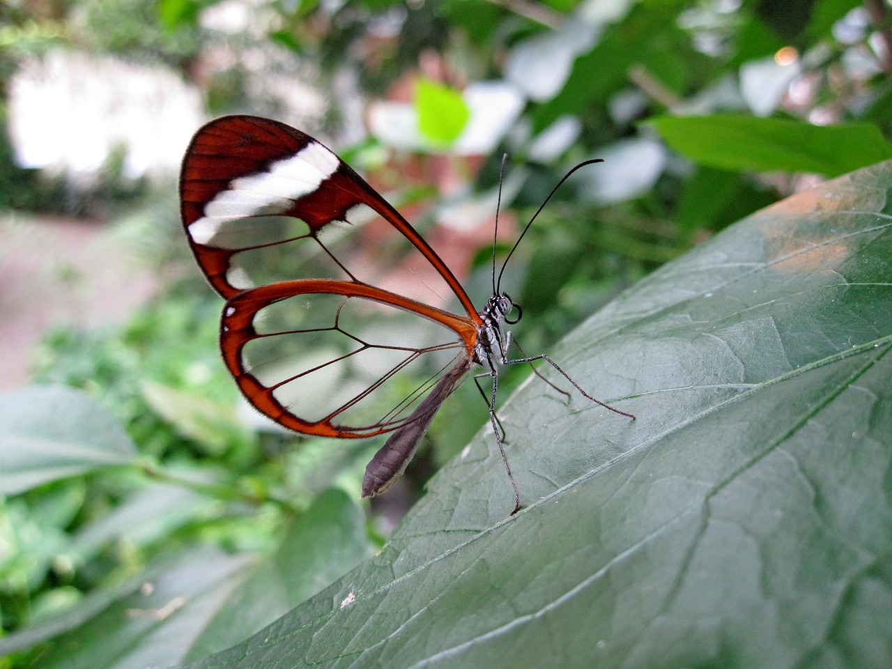 butterfly glass wing-butterfly haetera piera free photo