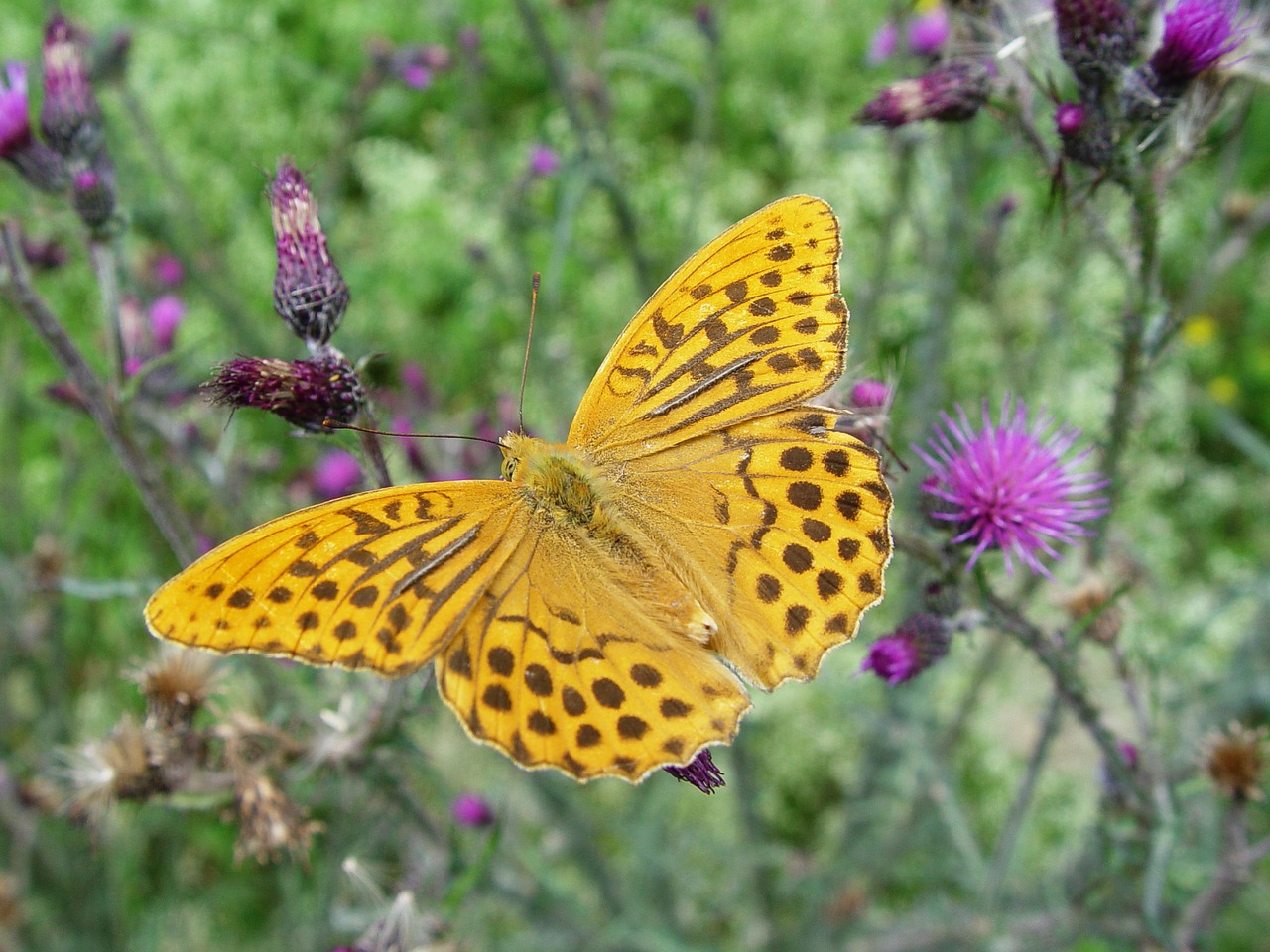 butterfly yellow compound free photo