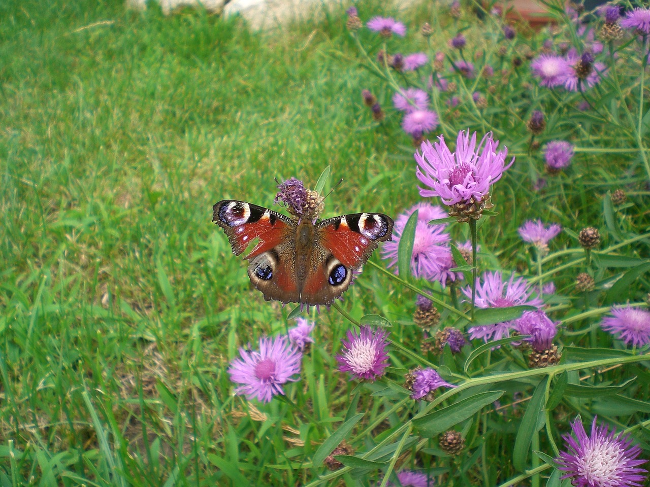 butterfly summer nature free photo