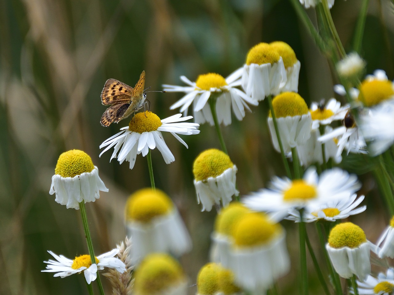 butterfly marguerite close free photo