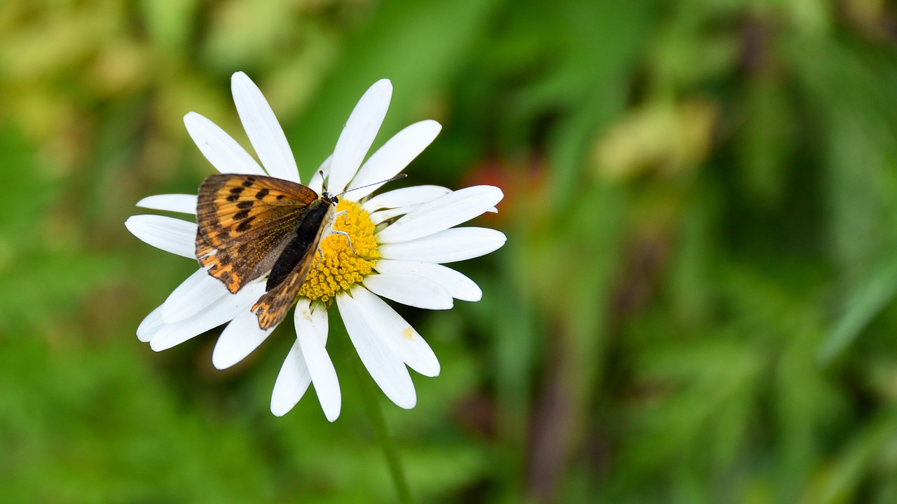 butterfly marguerite close free photo