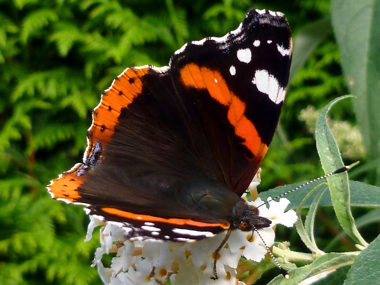 butterfly admiral edelfalter free photo