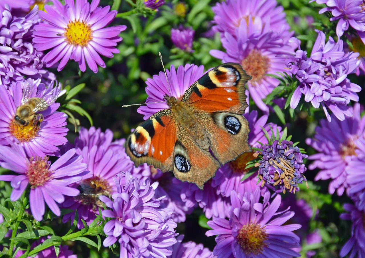 butterfly peacock butterfly insect free photo