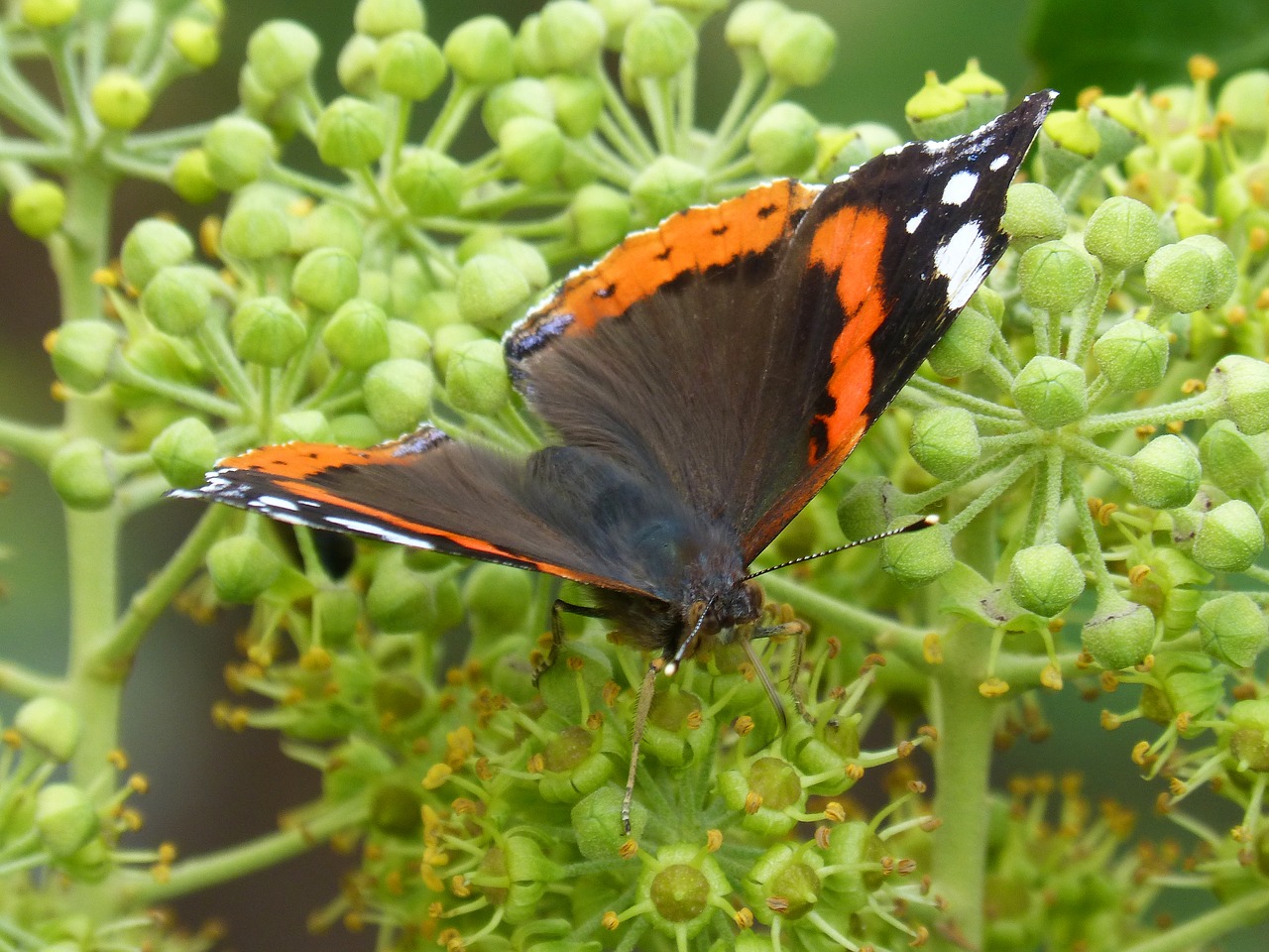 butterfly atalanta vanessa atalanta free photo