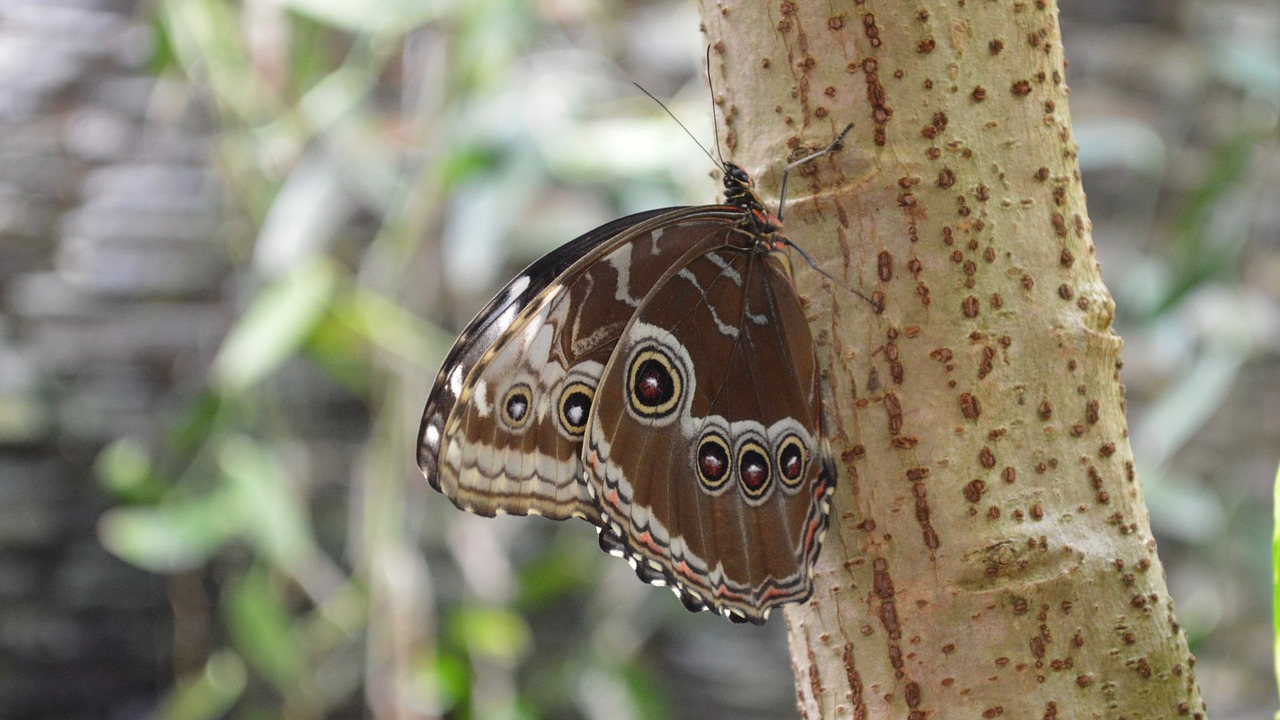 butterfly nature animals free photo