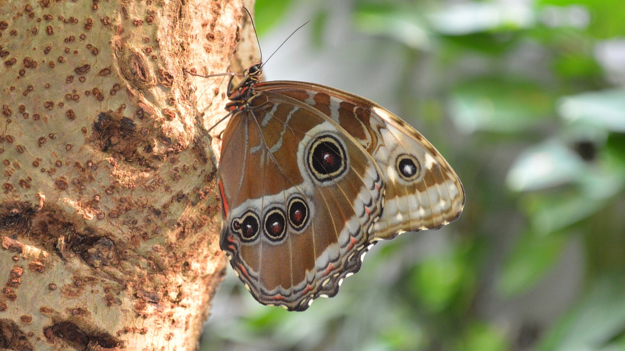 butterfly nature animals free photo