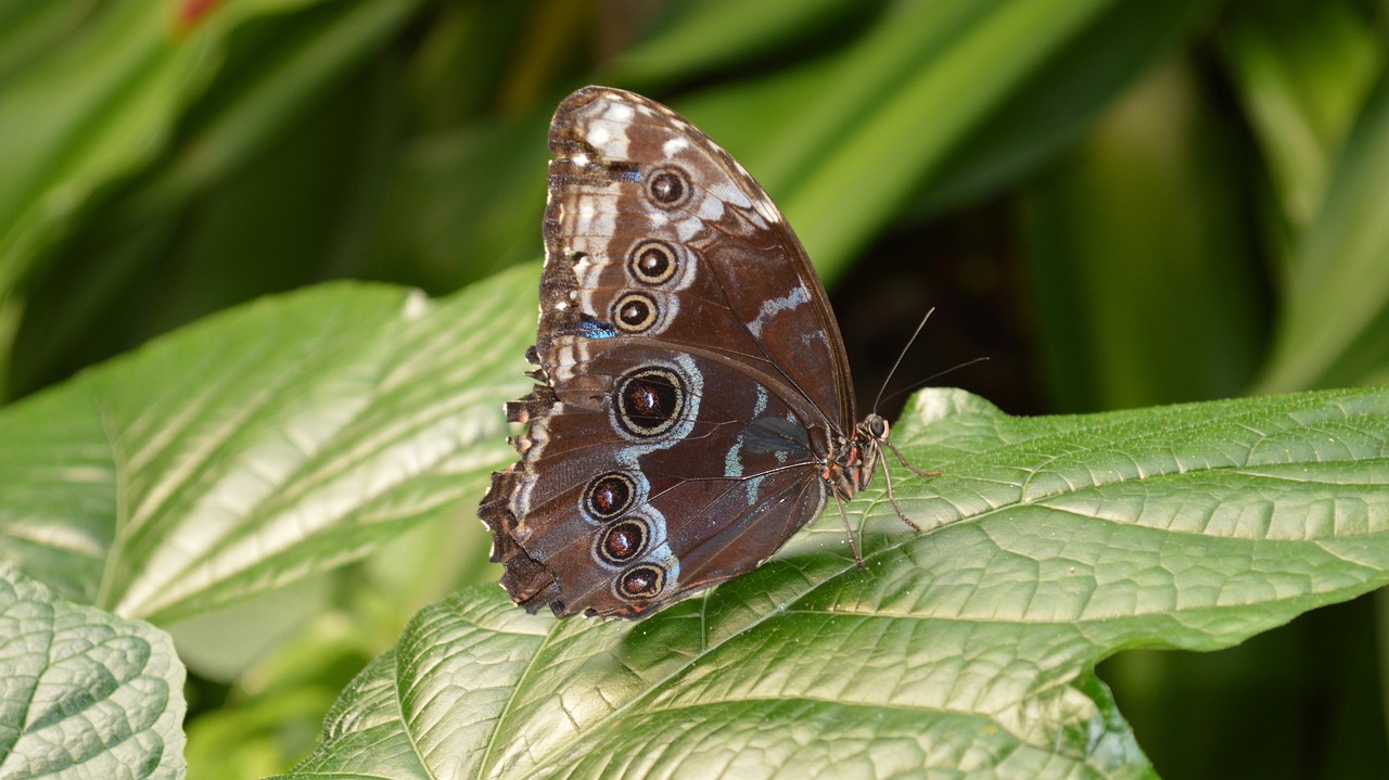 butterfly nature animals free photo