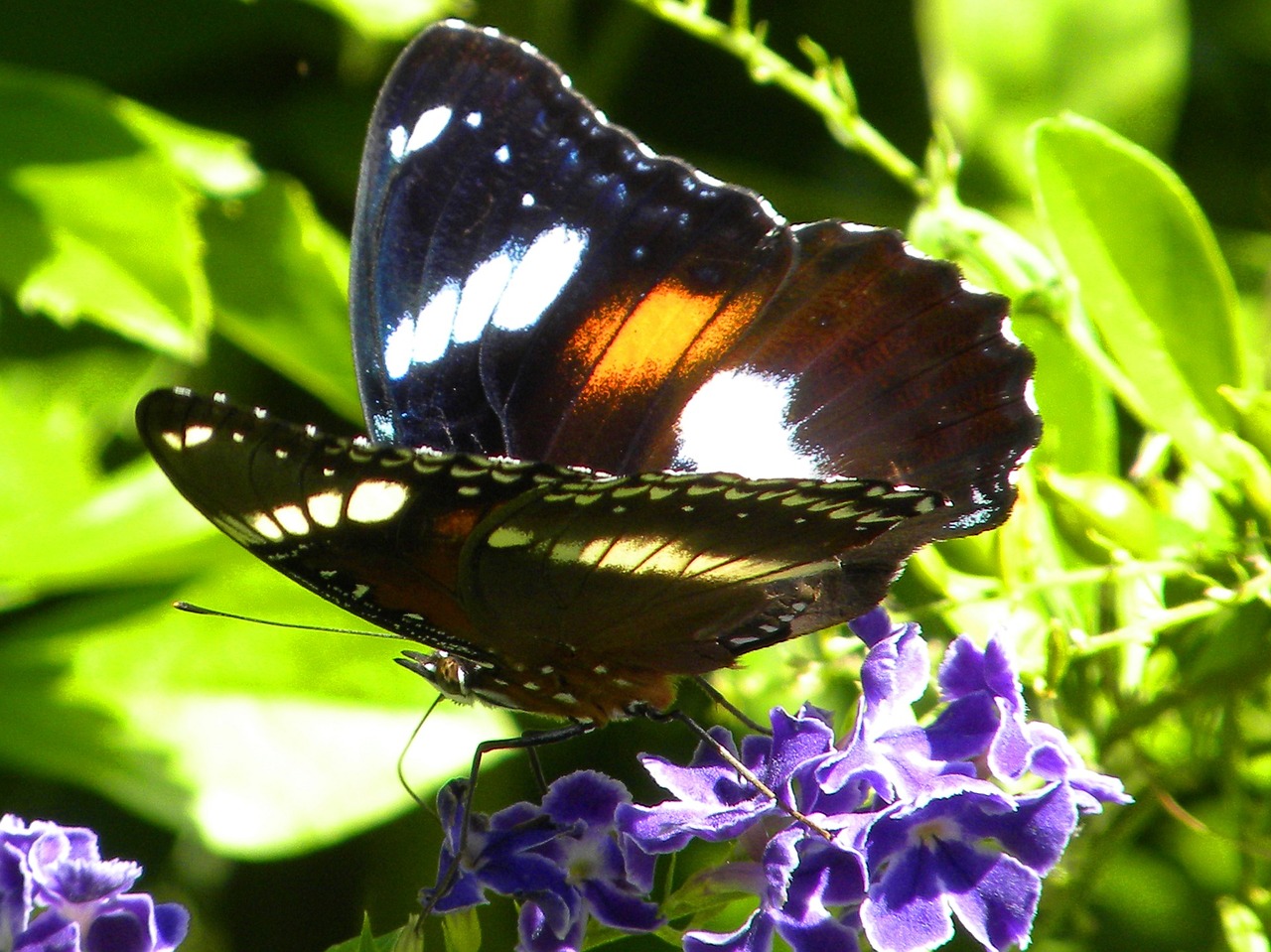 butterfly insect macro free photo