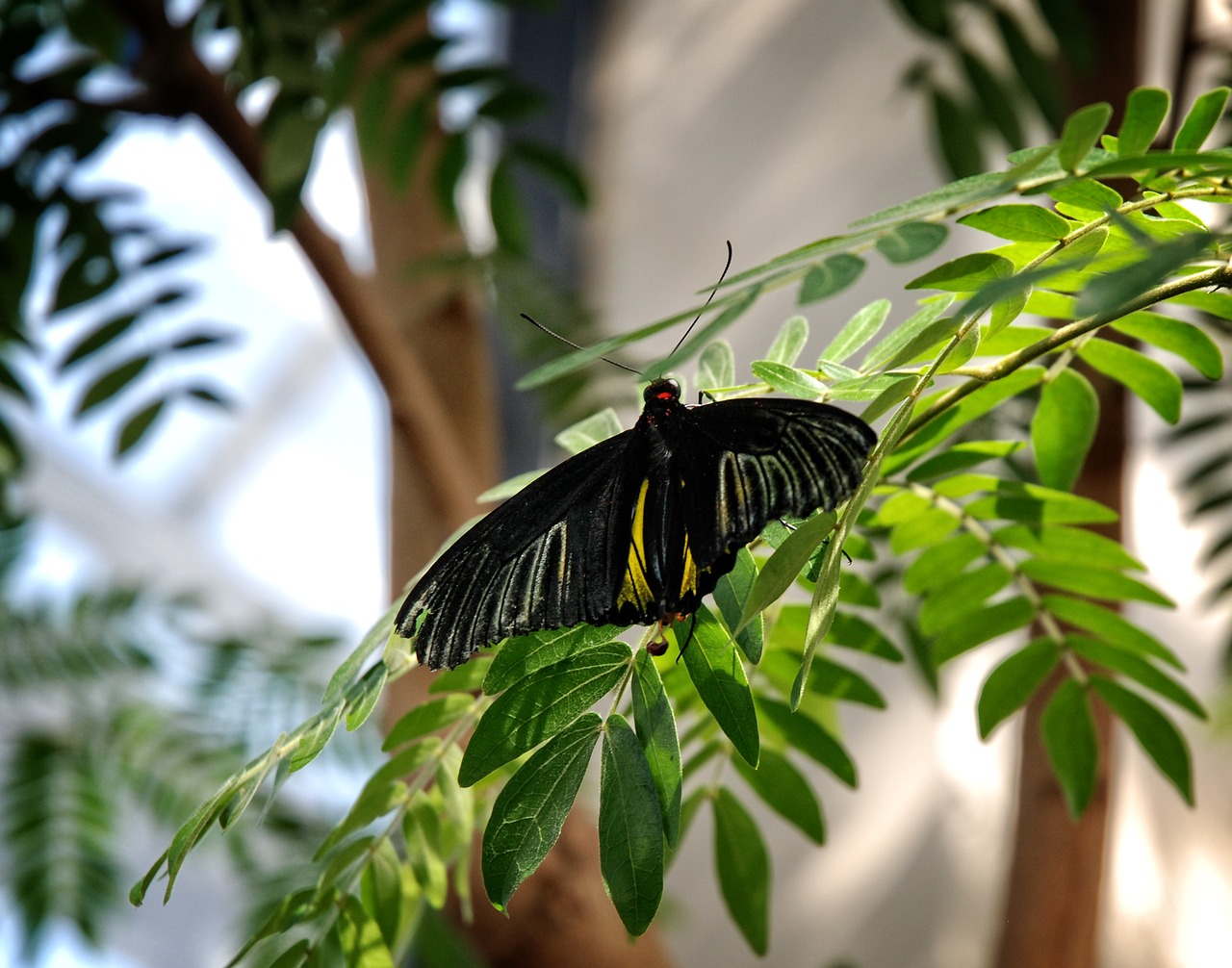 butterfly troides rhadamantus free photo