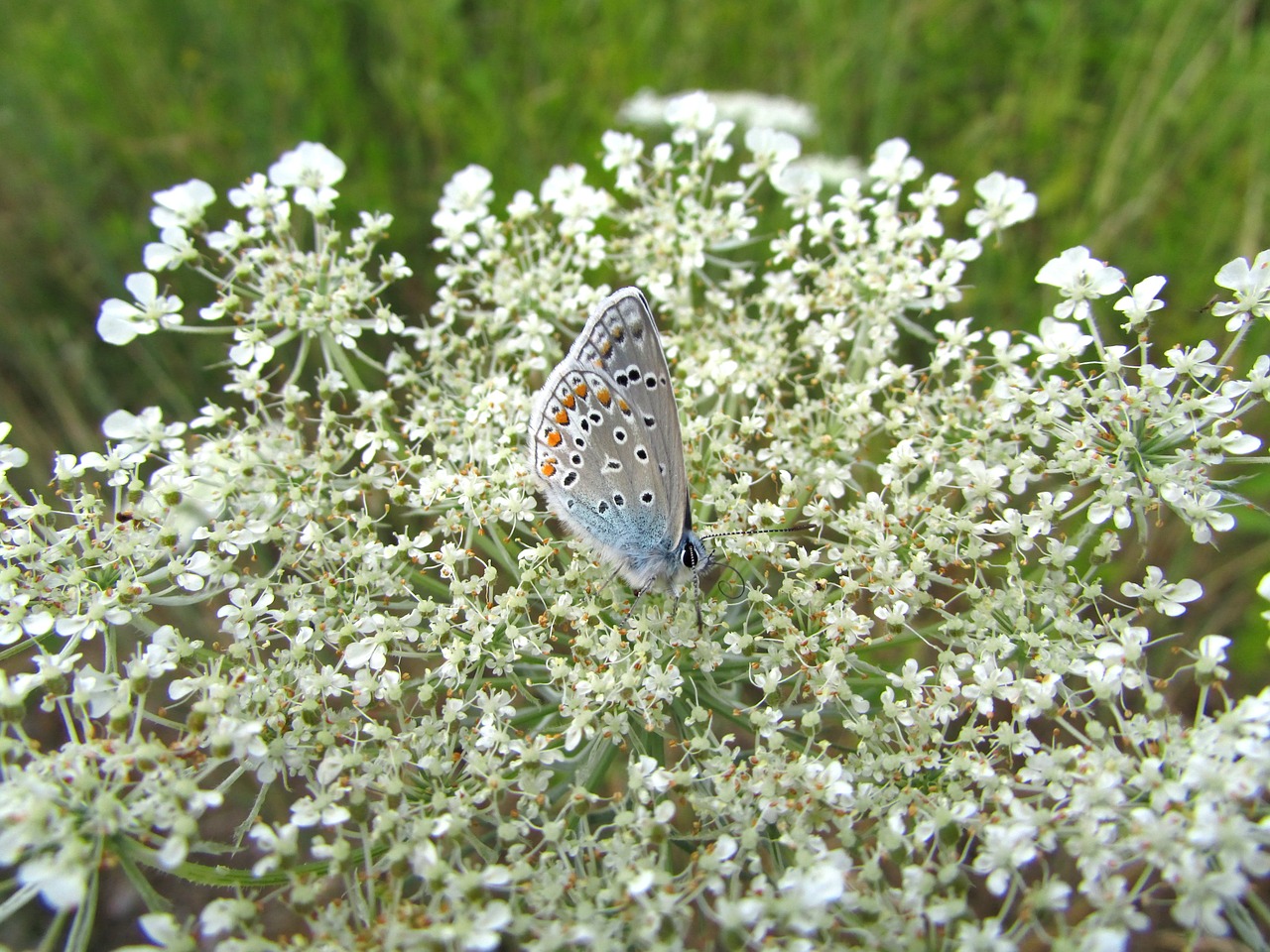 butterfly hauhächel blue insect free photo