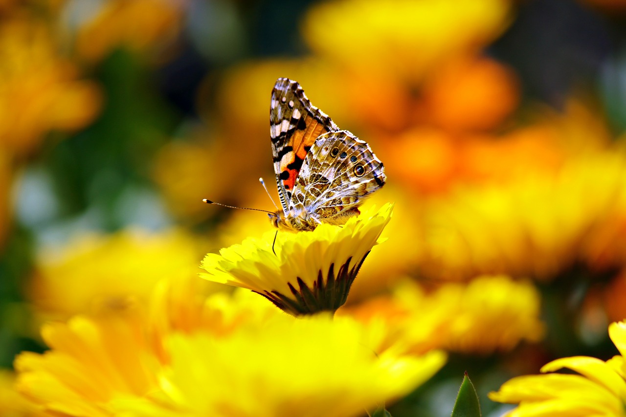 butterfly insects animal free photo