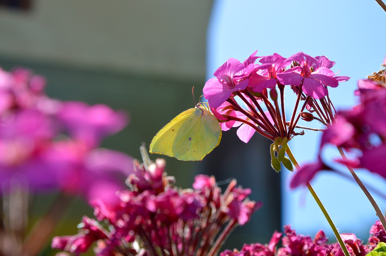 butterfly gonepteryx rhamni flower free photo