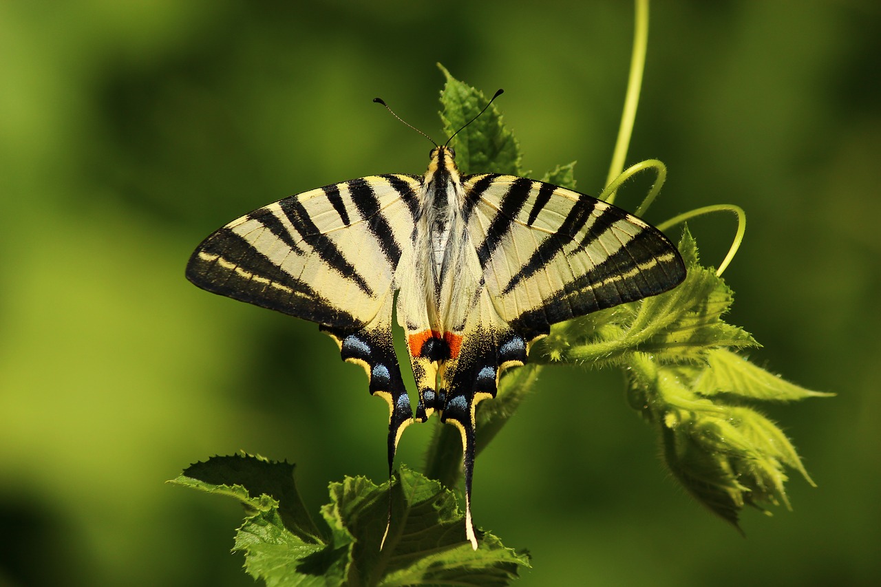 butterfly animal artwork free photo