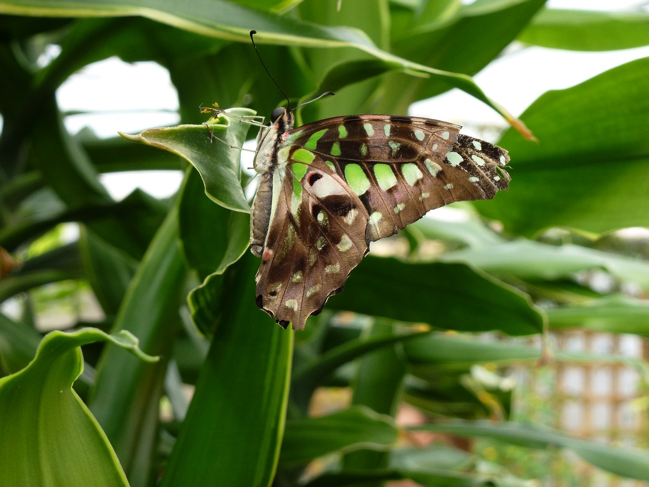 butterfly longleat green free photo