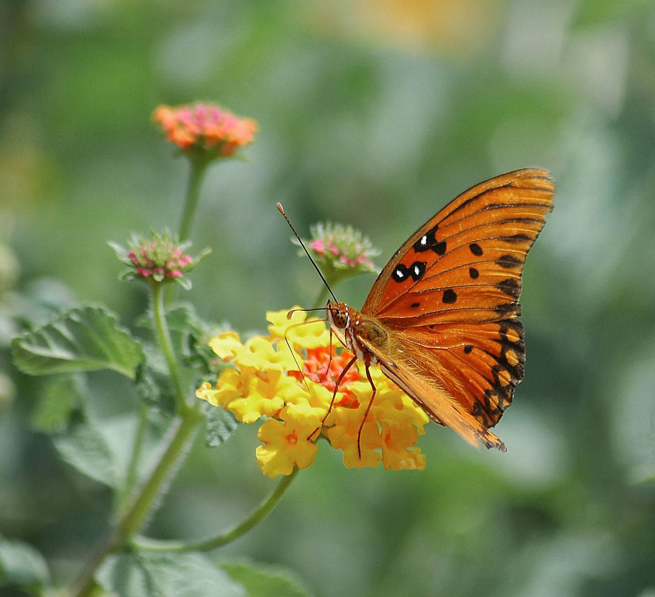 butterfly insect flora free photo