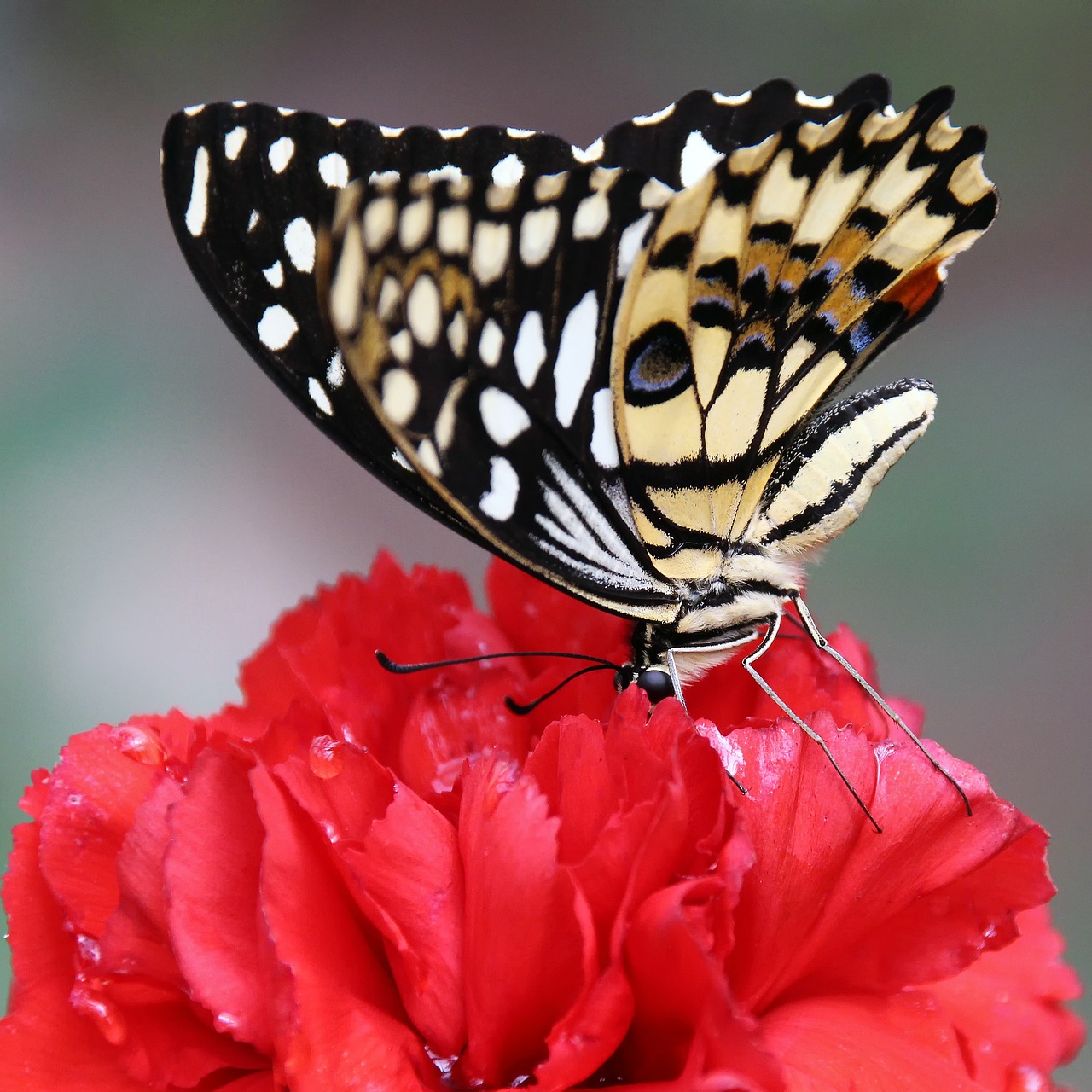butterfly carnation wing free photo