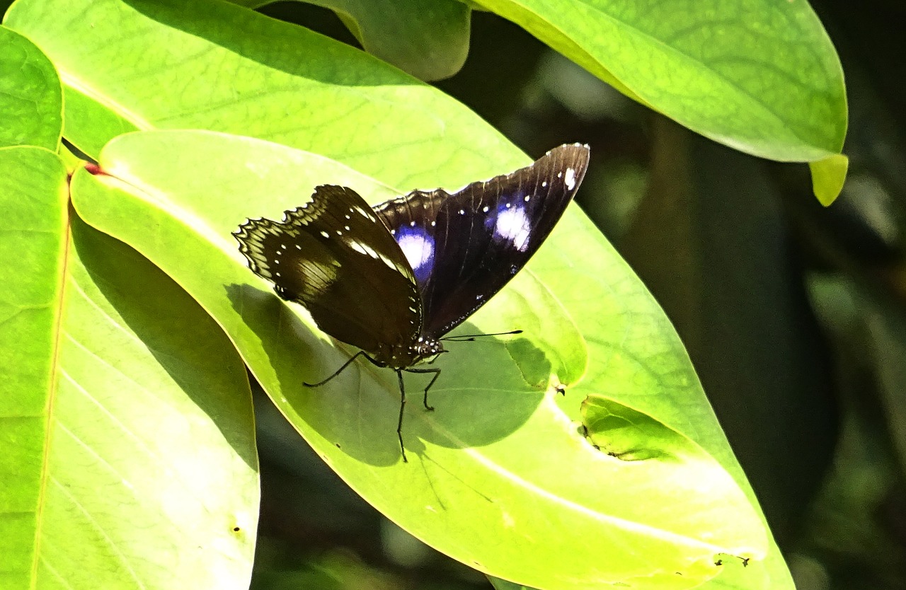 butterfly danaid eggfly mimic free photo