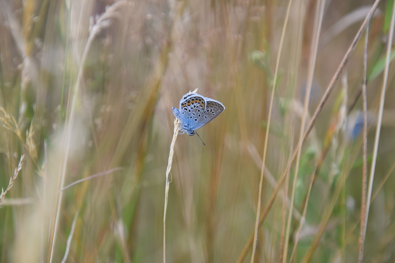butterfly blue summer free photo
