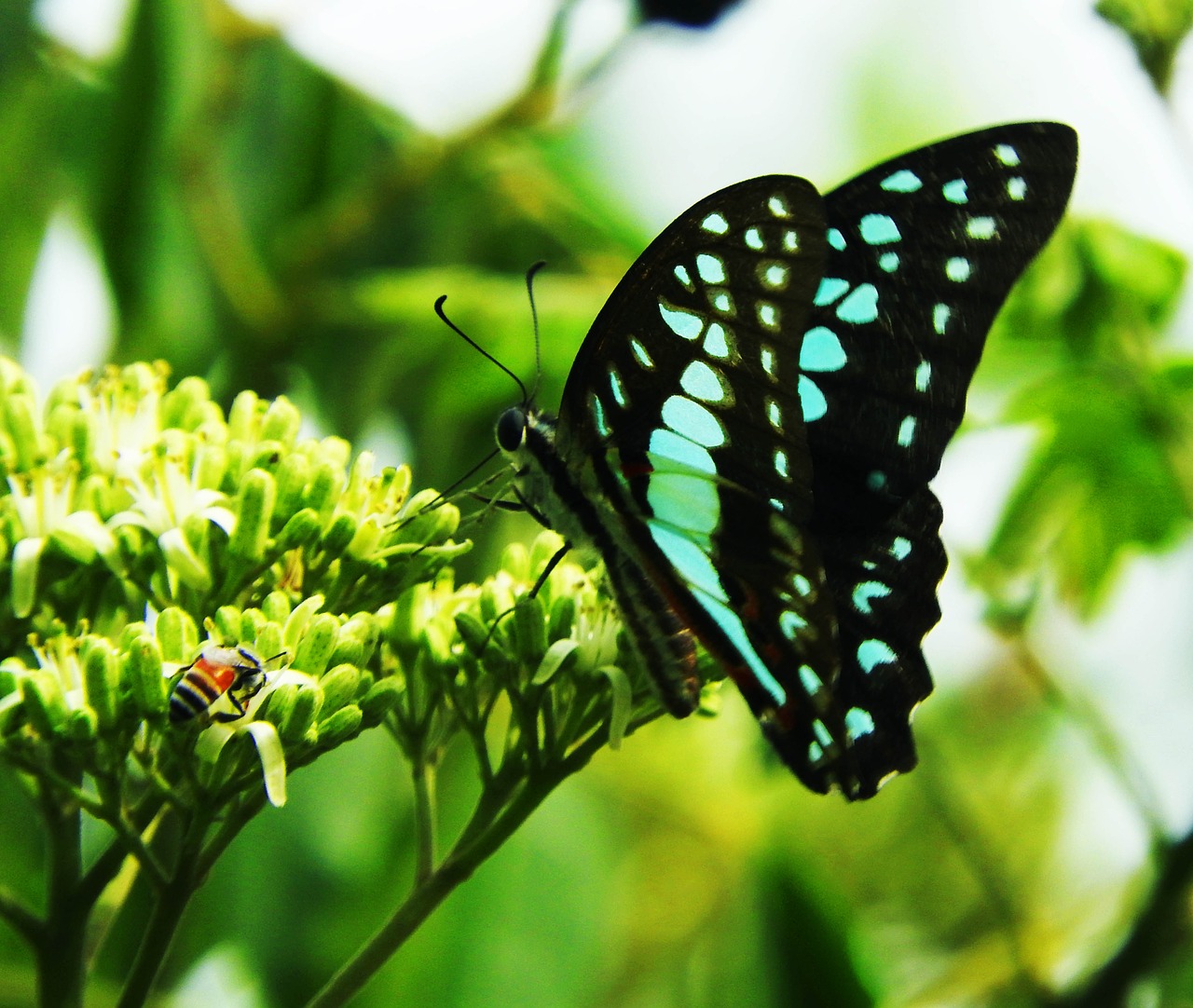 butterfly flower flying free photo