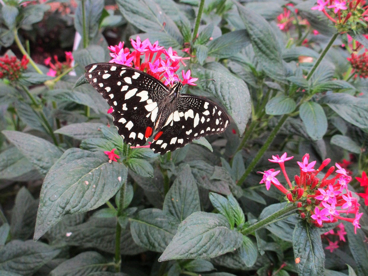 butterfly pink colourful free photo