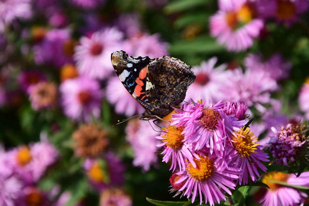 aster butterfly blossom free photo