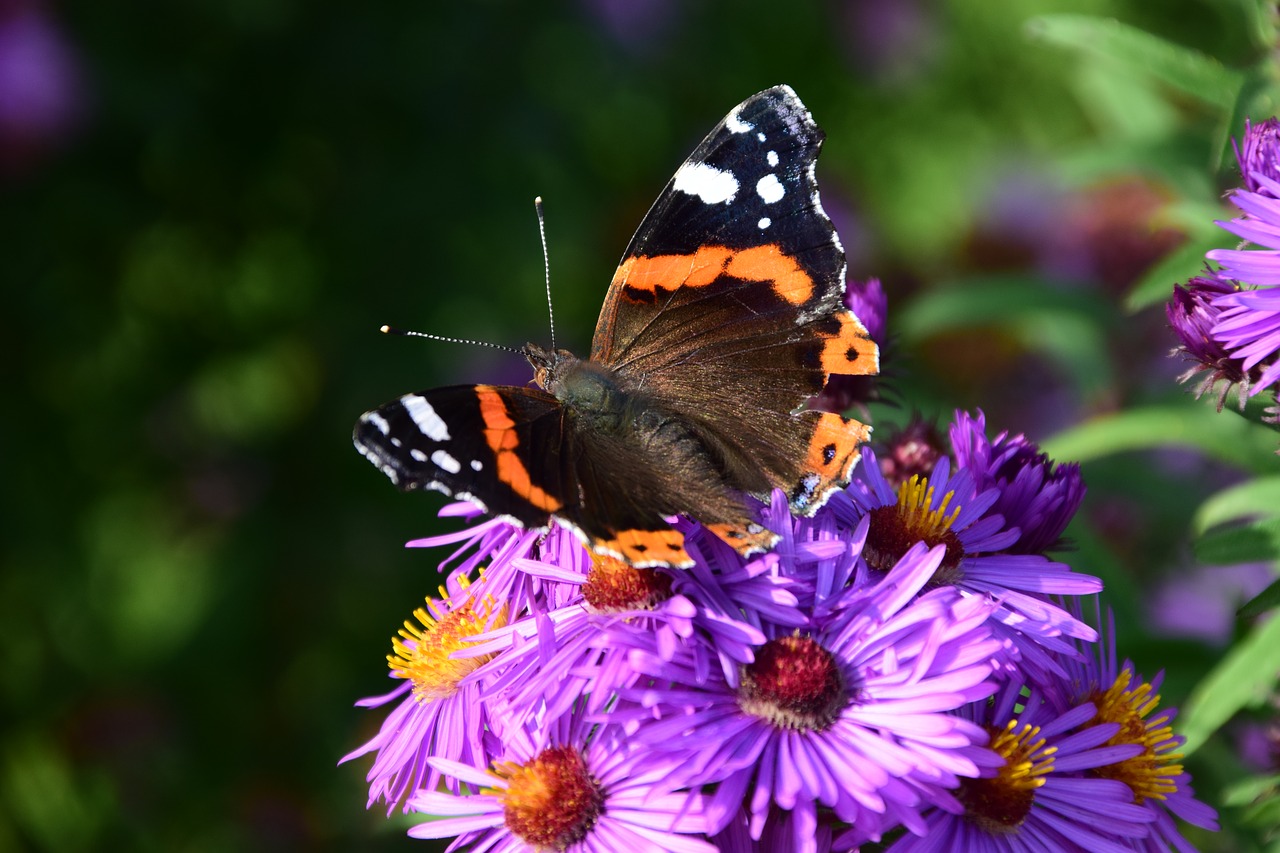 aster butterfly blossom free photo