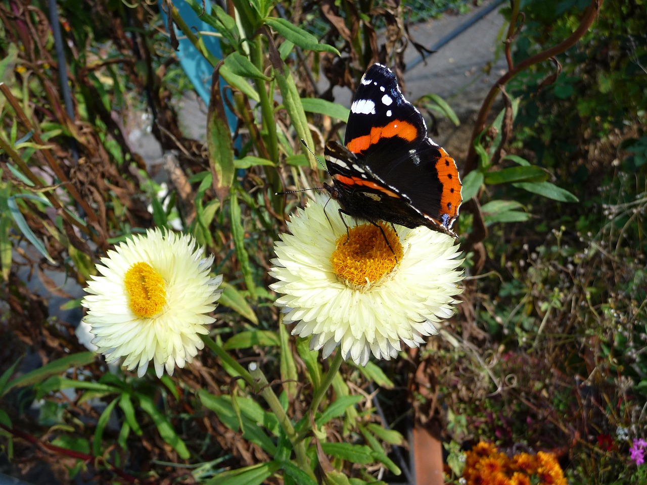 butterfly insect flower free photo