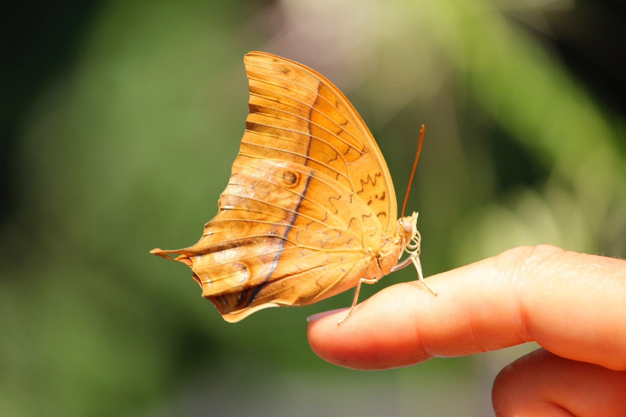 butterfly spring hand free photo