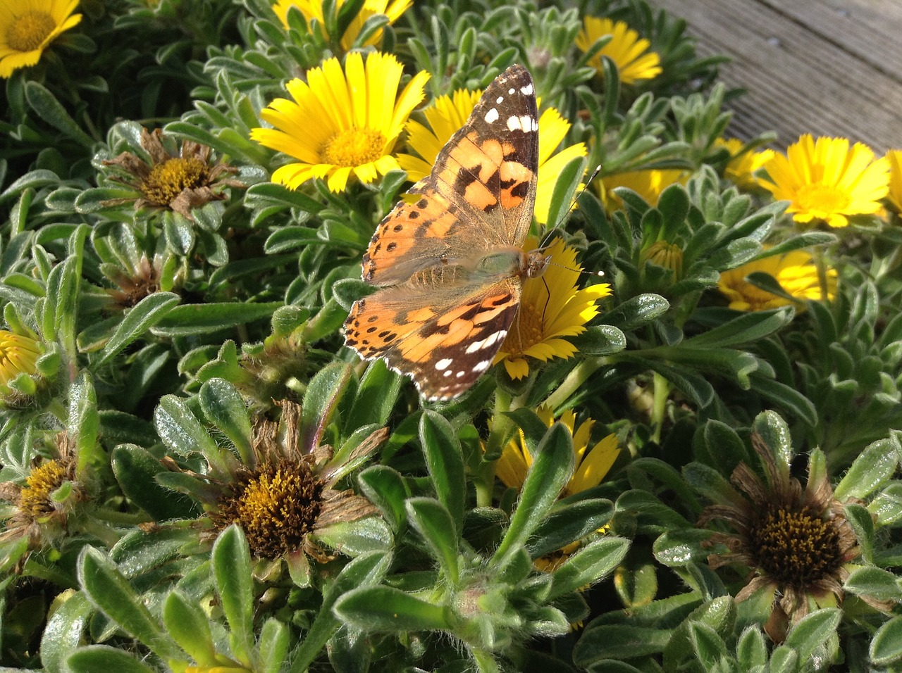 butterfly flowers insect free photo